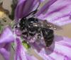 Tetralonia malvae